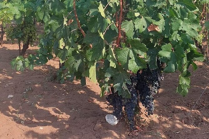 Korčula for Wine Lovers - Pošip and Grk Wines Private Tour - What the private format changes