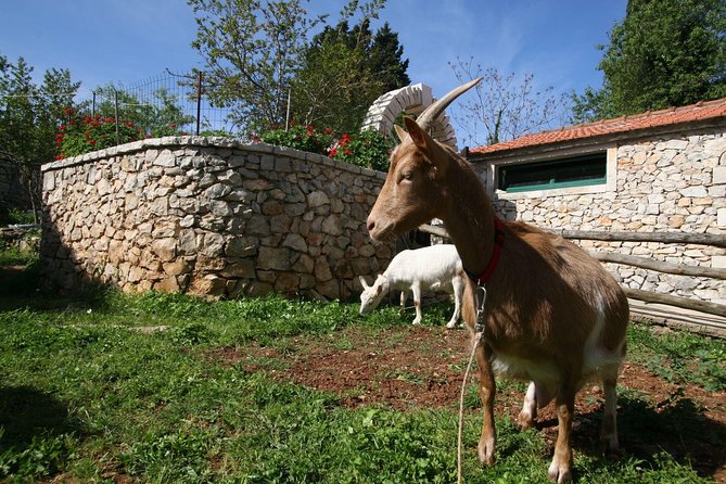 Korcula Island Mountain E Bike Private tour with lunch - Riding through Lumbarda’s olive groves and vineyards