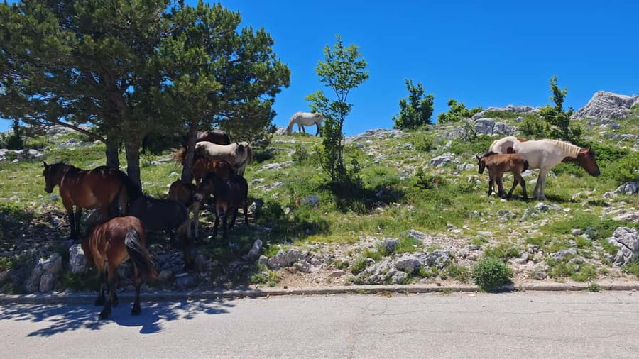 Makarska: Buggy Skywalk and Biokovo Tour - What the four-hour schedule feels like