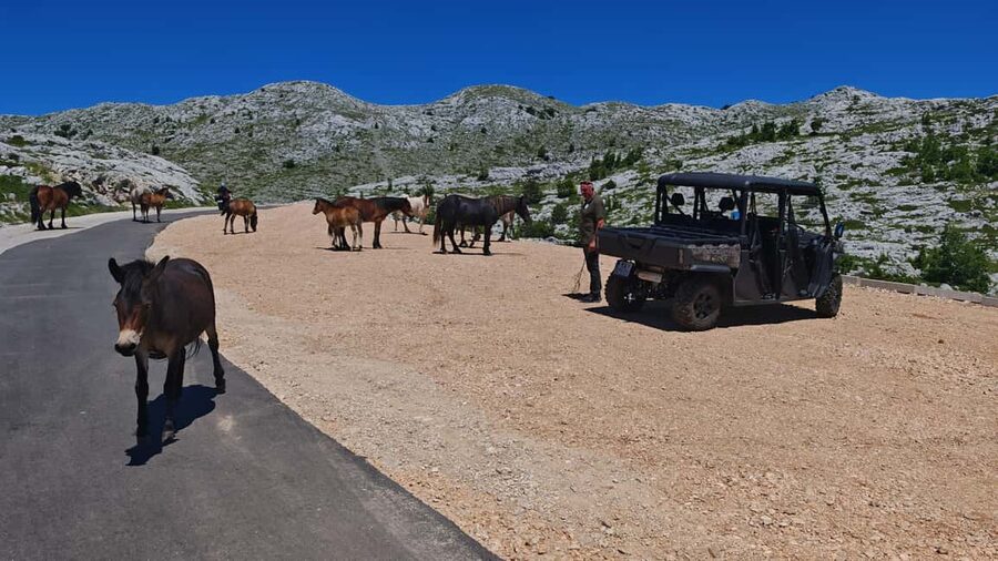Makarska: Buggy Skywalk and Biokovo Tour - Is $81 a fair price?