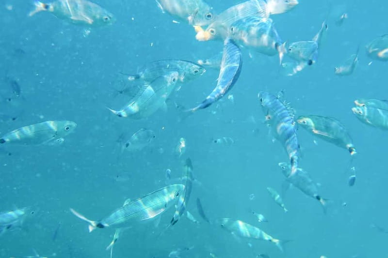 Medulin: Full-Day Boat Tour of the Archipelago w/ Lunch - Two unhurried hours on sandy Levan Island