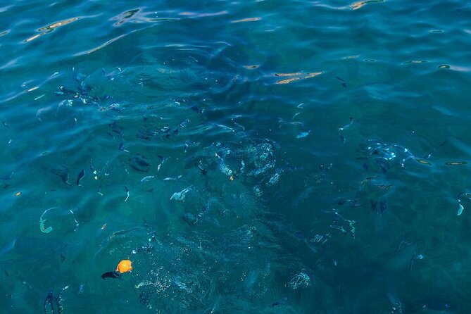 Medulin: Glass Boat Tour Experience to Kamenjak - Is $36.20 a fair price?