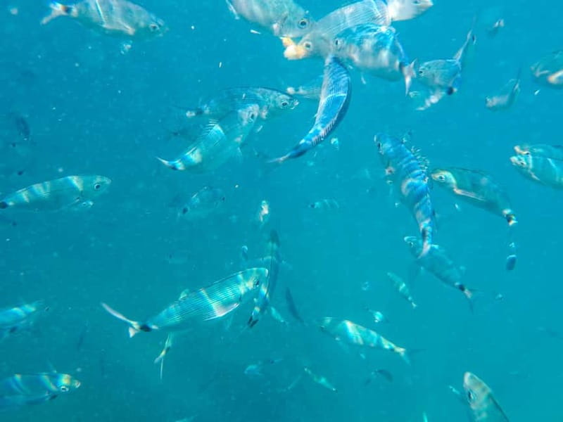 Medulin: Glass Boat Tour Experience to Kamenjak with Mermaid - How much value do you get for $34?