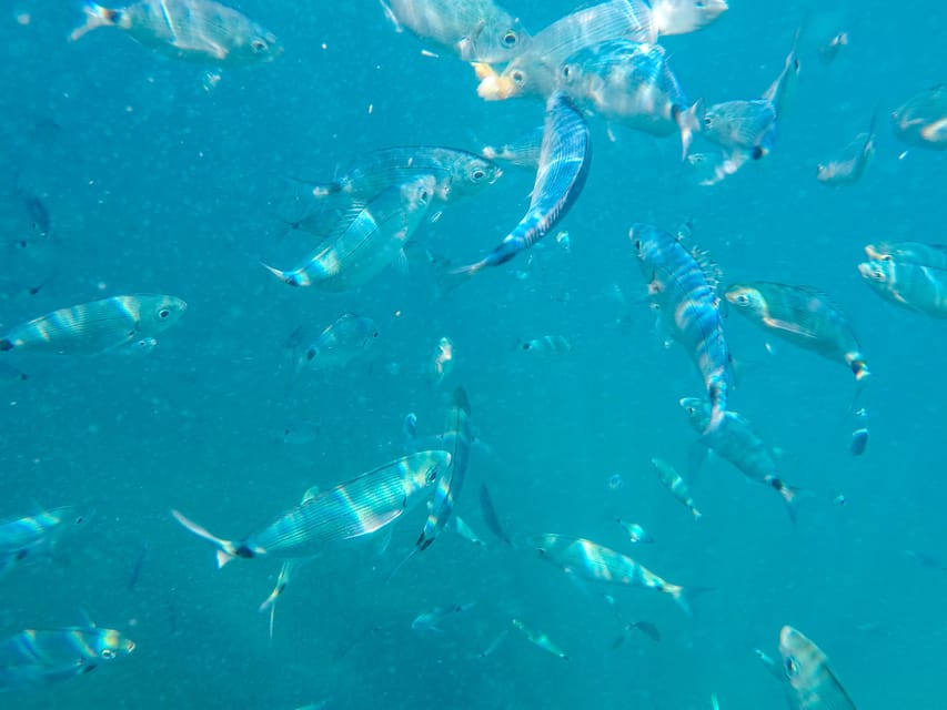 Medulin: Glass Boat Tour Experience to Kamenjak with Mermaid - Who should choose this Medulin boat trip?