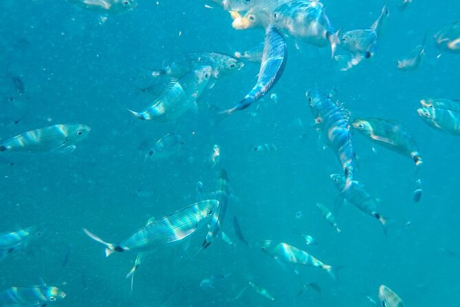 Medulin: Private Glass Bottom Boat Tour to Levan Island - Is $752.44 a fair price?