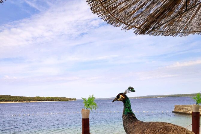 NP Brijuni Island Swimming & Dolphin Watching Sunset Cruise - The 14-island cruise and the dolphin search