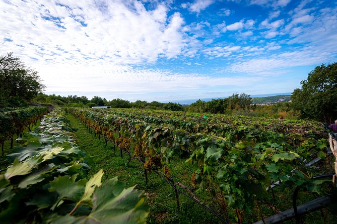 Olive farm & village - From Dubrovnik’s Old Town to Malaštica Hill