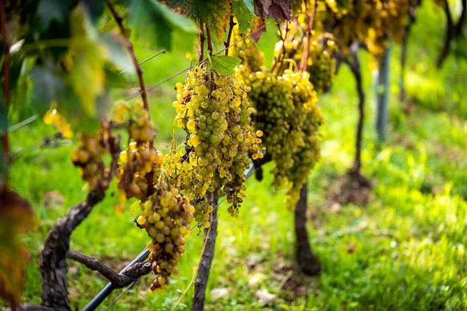 Olive farm & village - Why the family story matters
