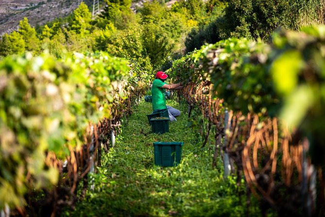 Olive farm & village - Practical tips for a smoother visit