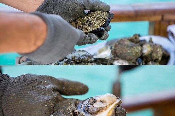 Oyster farm experience / Private day trip from Dubrovnik - What the private vehicle changes