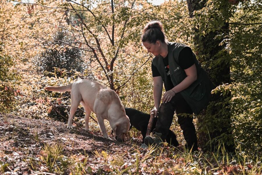 Paladini: Truffle Hunting Tour with 3-Course Tasting Menu - Starting in Paladini, at the Karlić family home