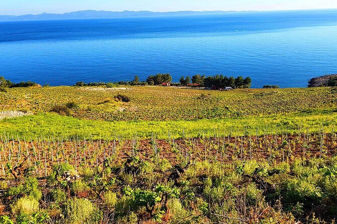 Peljesac and Ston Private Wine Tour with Tastings from Dubrovnik - Price, timing, and overall value