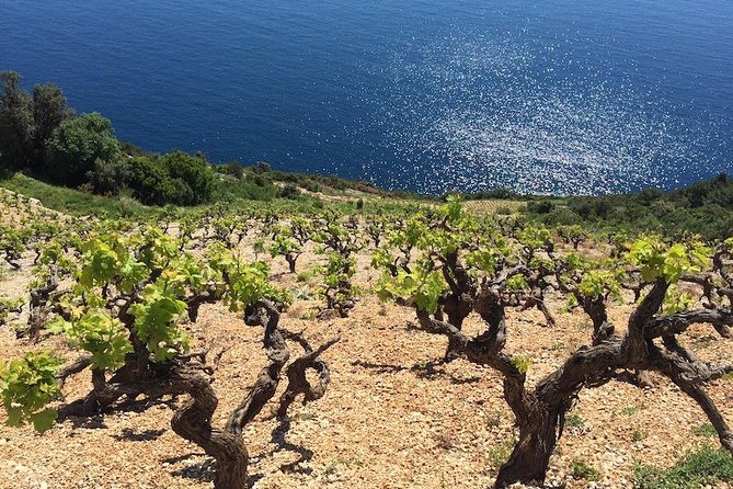 Peljesac and Ston Private Wine Tour with Tastings from Dubrovnik - Potomje and the first two family wineries