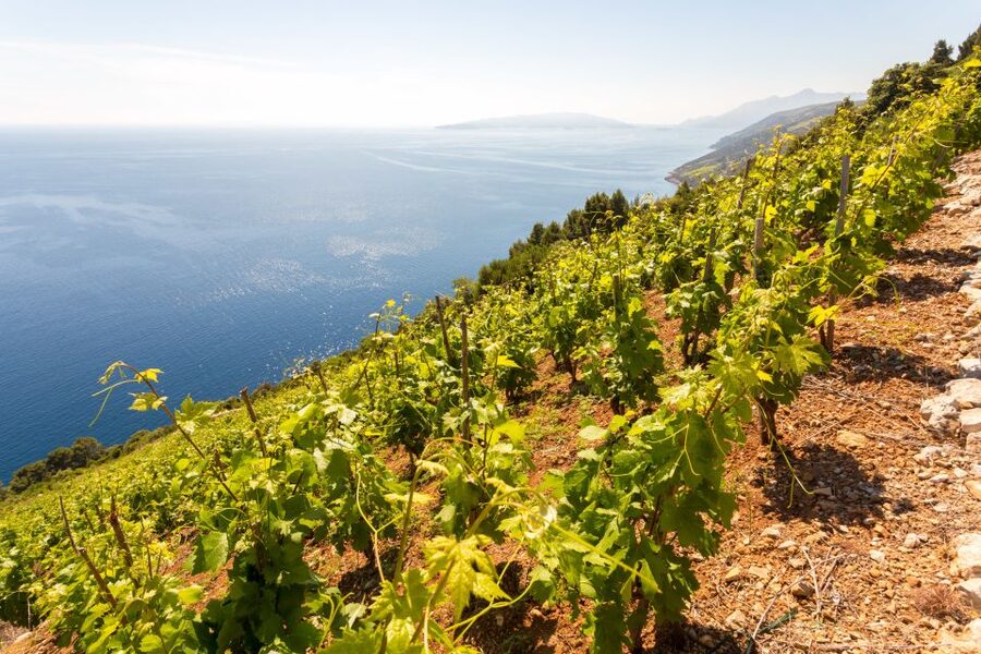 Pelješac Full-Day Wine and Food Tour from Dubrovnik - Ston walls and centuries-old salt