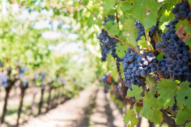 Peljesac Peninsula Wine Tasting Luxury Tour from Dubrovnik - Timing, comfort, and what to plan for