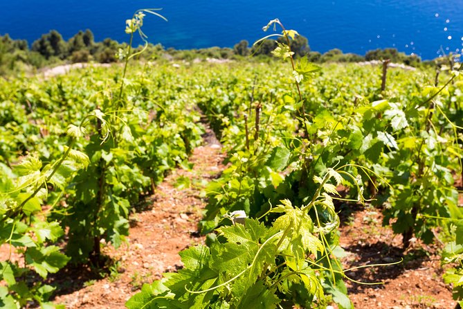 Peljesac&Ston Small-Group Food & Wine Experience from Dubrovnik - Ston’s salt pans and the value of a short stop
