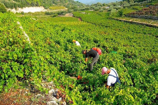 Peljesac Vineyards & Oysters - Private Day Trip from Dubrovnik-Mercedes Vehicle - Leaving Dubrovnik for Ston and Peljesac