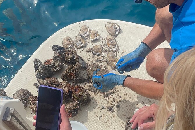 Pelješac - Wine, Oysters and Food Experience from Dubrovnik - Oysters and Buzara in Hodilje