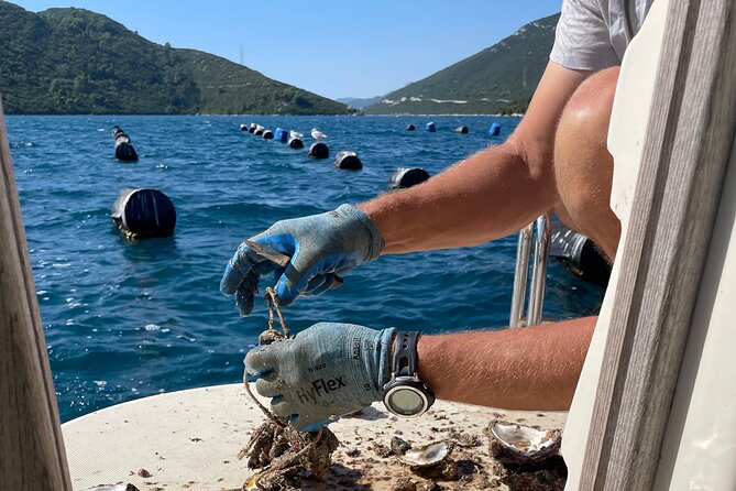 Pelješac - Wine, Oysters and Food Experience from Dubrovnik - What the $420.55 price really covers