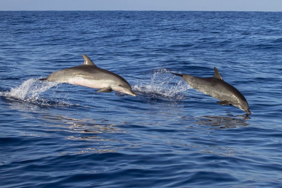 Poreč: Dolphin Spotting Cruise with Included Drinks - Setting Out From Poreč Port on Fjera