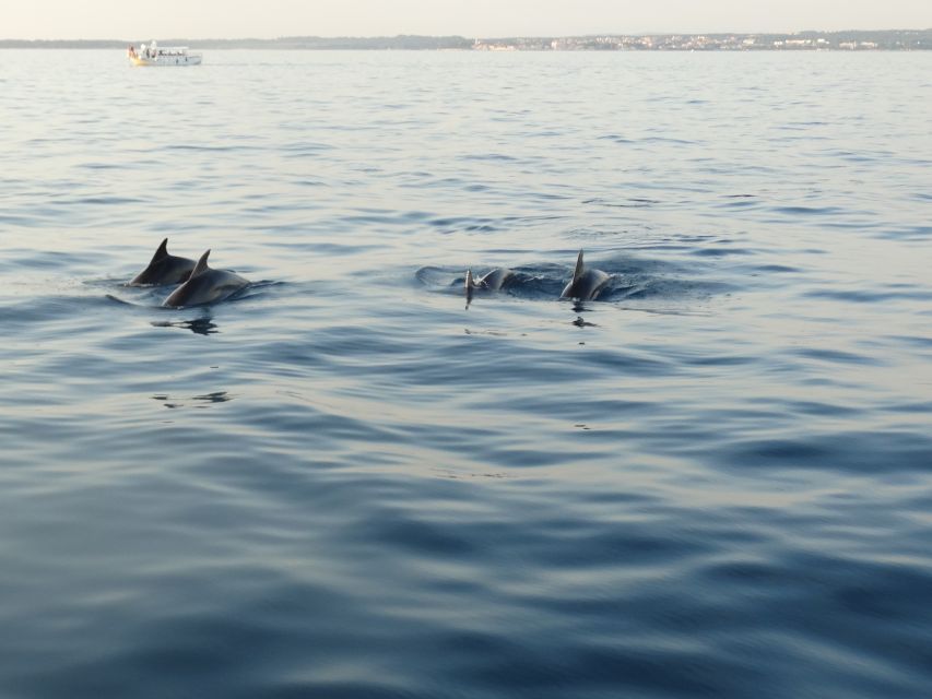 Poreč: Dolphin Spotting Cruise with Included Drinks - The First Hour: Coastline, Water, and a Careful Search