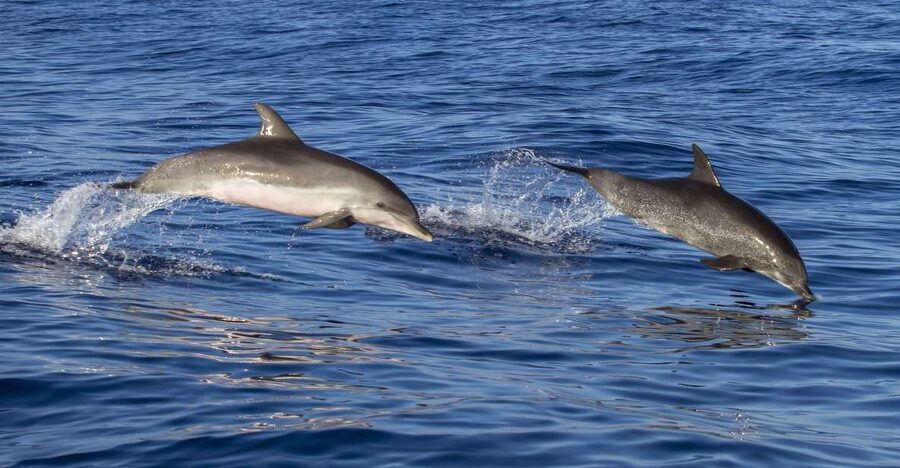 Poreč: Dolphin Spotting Cruise with Included Drinks - Wine, Water, and the Pace on Board