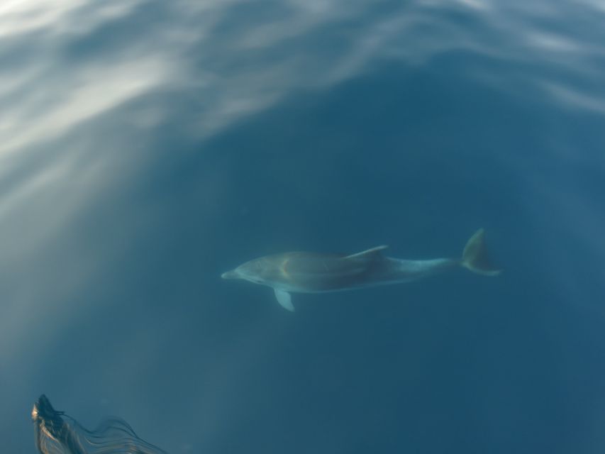 Poreč: Dolphin Spotting Cruise with Included Drinks - Who Should Think Twice Before Booking