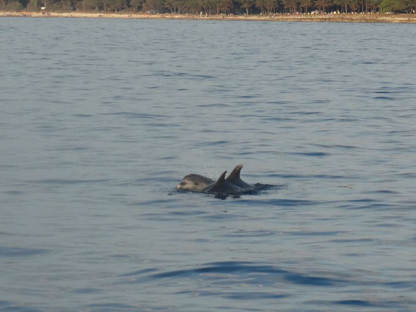 Poreč: Dolphin Spotting Cruise with Included Drinks - The Crew and the Feel of the Trip