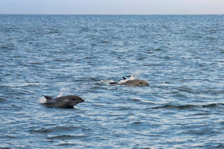 Poreč: Evening Boat Trip to Discover Dolphins - What the scenery adds to the trip