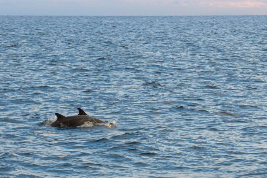 Poreč: Evening Boat Trip to Discover Dolphins - The cruise along Istria’s west coast