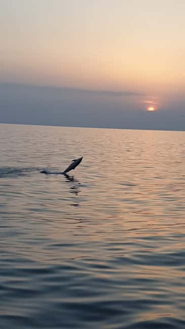 Poreč: Sunset Dolphin Safari with Dinner and Drinks - Searching for dolphins on the Adriatic
