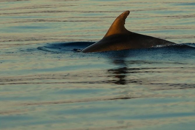 Private 7,5h Plavnik Island & Wild Bays Full-day Boat Trip - Captain Bobo and the local feel