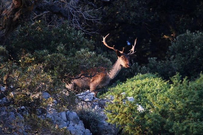 Private 7,5h Plavnik Island & Wild Bays Full-day Boat Trip - Who will enjoy this day most