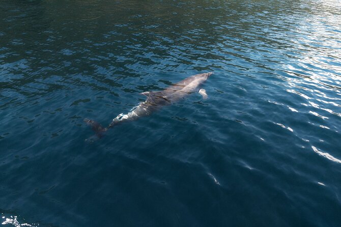 Private Boat Tours Dubrovnik Beach stops and Blue Cave tour - Water sports and optional extras