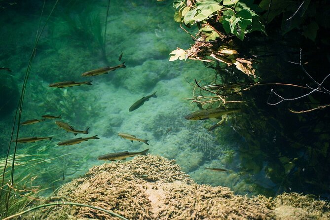 Private Full-Day Krka Waterfalls Tour with Wine Tasting - Walking through Krka National Park