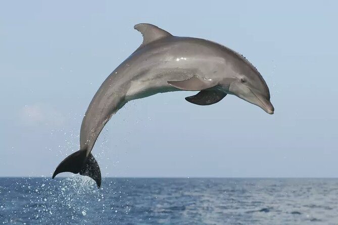Private Guided Sunset Dolphin Watching in Adriatic Sea - Leaving from Vrsar, not Rovinj