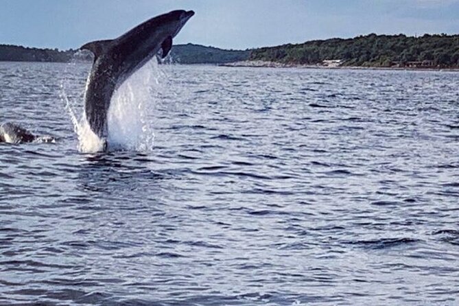 Private Guided Sunset Dolphin Watching in Adriatic Sea - Is the dolphin guarantee enough?