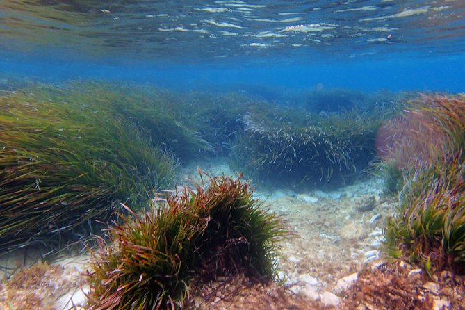 Private Half-Day Kayak Experience in Hvar and Pakleni Islands - A realistic four-hour plan