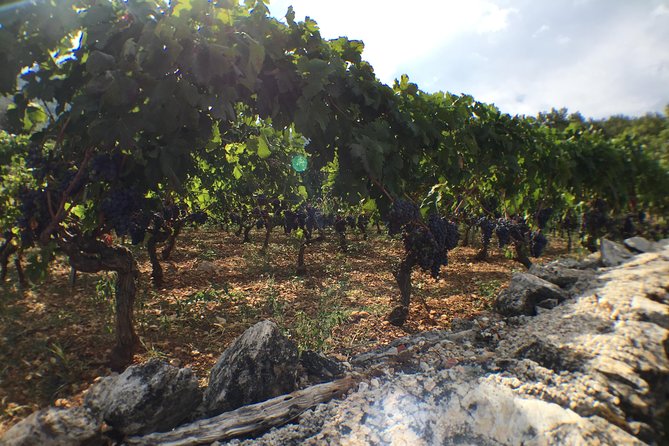 Private Hvar Wine Tasting Tour - Olive oil, bread, and the food question