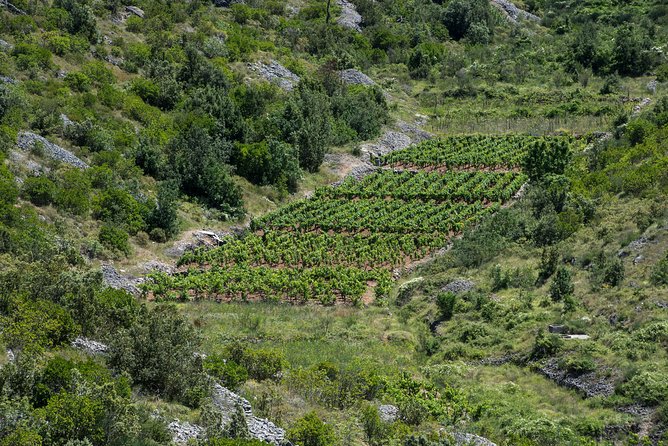 Private Hvar Wine Tasting Tour - Who will like this Hvar wine experience