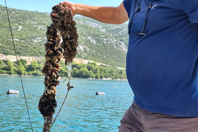 Private Oyster and Wine Tasting Day Trip along Peljesac - Mali Ston and the boat to the oyster farm