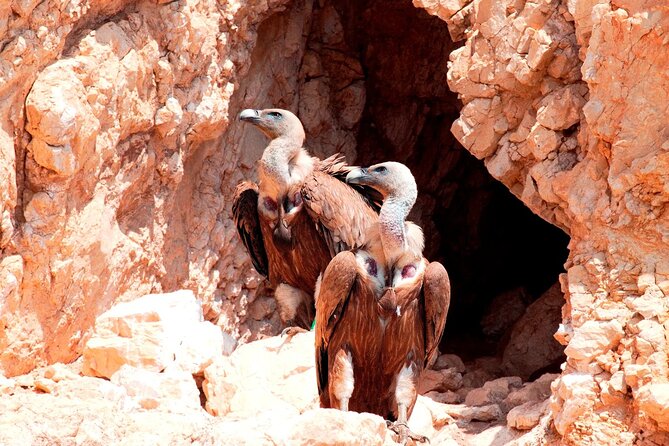 Private Plavnik Island Half-Day boat trip with capt. Bobo - The Love Cave and cliffside views