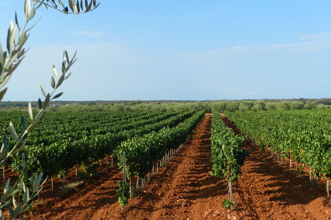 Private Sparkling Wine Tasting in Istria - The one-hour tasting, step by step