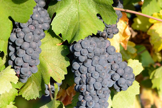 Private Sparkling Wine Tasting in Istria - Why the private format matters