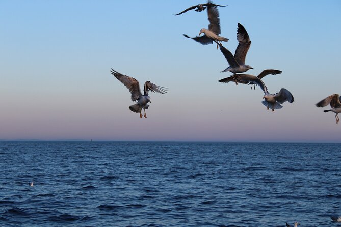 Private Sunset Dolphin Excursion with Dinner and Animation - Dinner choices, drinks, and the food question