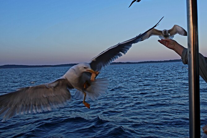 Private Sunset Dolphin Excursion with Dinner and Animation - Who will enjoy this evening most?