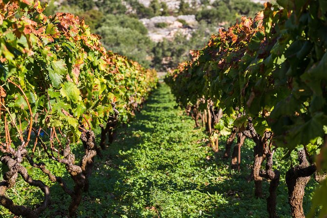 Private Tour: Ston and Peljesac Peninsula Day Trip with Wine Tasting - Why Peljesac makes a fine day out from Dubrovnik