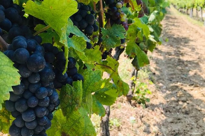 PRIVATE Wine Tour to Konavle country side - Arriving at a 500-year-old family winery