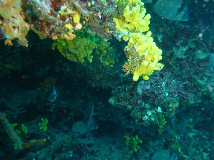 Pula: 2.5-Hour Snorkelling Experience - How this compares with swimming from shore