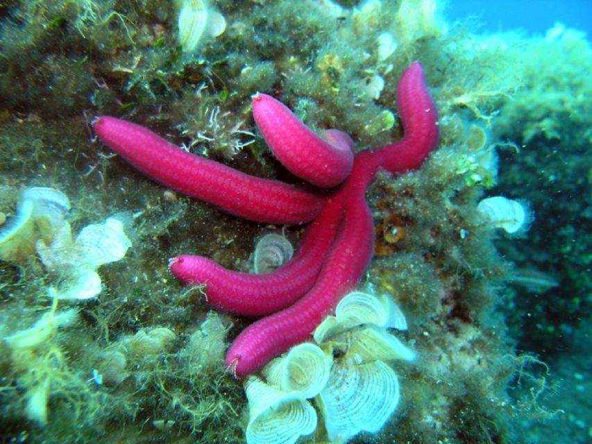 Pula: Bike Tour of Ancient Pula & Aquatic Adventures - Key points to know before booking
